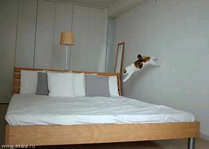 cat-parkour