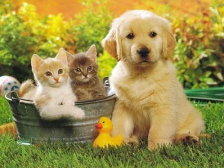 mes animaux preferes
